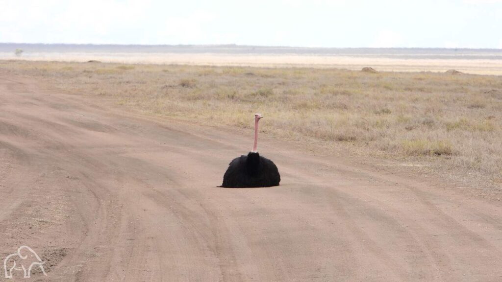 midden op de zandweg zit een mannetjes struisvogel. Op de achtergrond de grote vlaktes van de serengeti